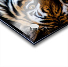 Lazy Tiger Acrylic print
