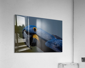 Hyacinth Macaw Acrylic Print
