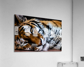 Lazy Tiger Acrylic Print