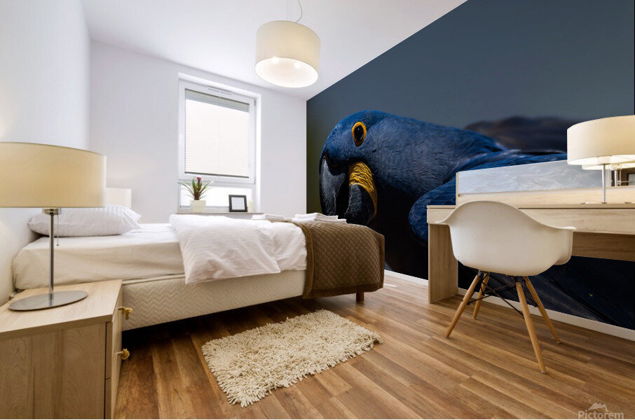 Hyacinth Macaw Mural print