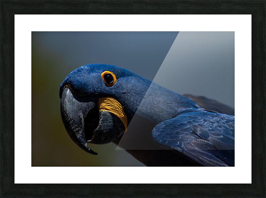 Hyacinth Macaw Picture Frame print
