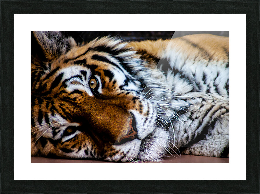 Lazy Tiger Picture Frame print