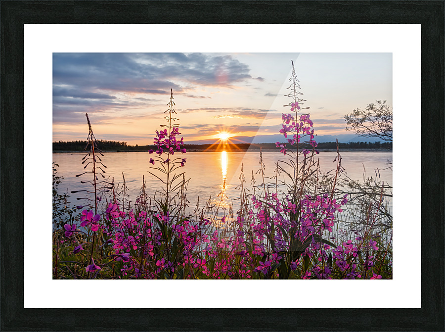 Alaskan Fireweed Sunset Picture Frame print