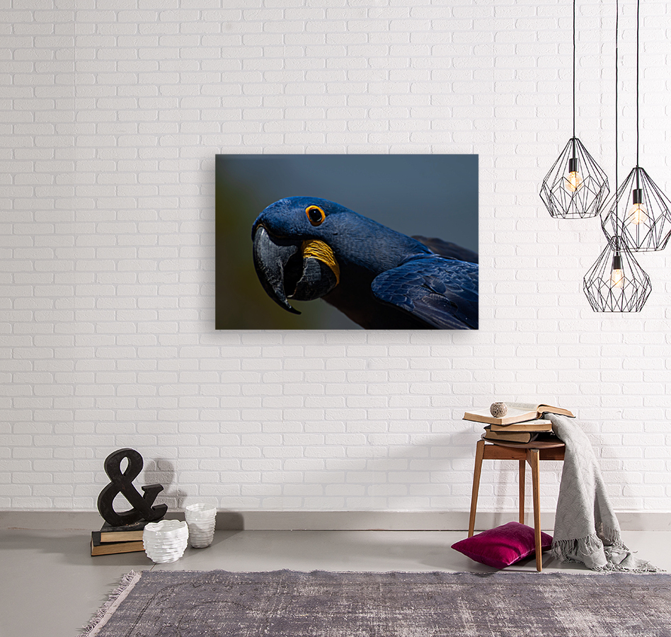 Hyacinth Macaw Reproduction