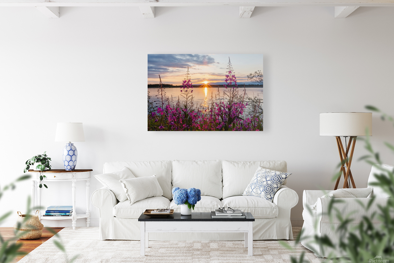 Alaskan Fireweed Sunset Reproduction