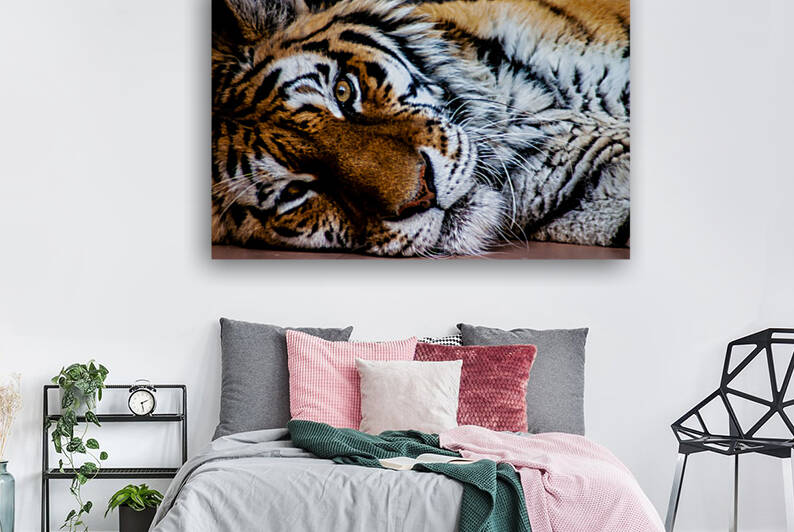 Lazy Tiger by Frosted Birch Photography