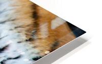 Lazy Tiger HD Metal print