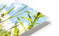 Dwarf Fireweed HD Metal print