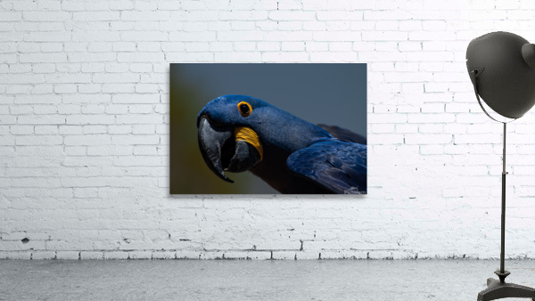 Hyacinth Macaw Wall Preview