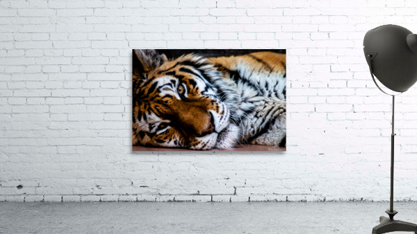 Lazy Tiger Wall Preview
