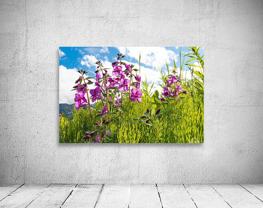 Dwarf Fireweed Wall Preview