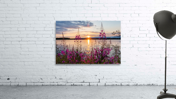 Alaskan Fireweed Sunset Wall Preview