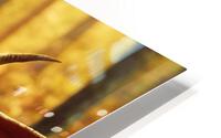 Medieval goblin  HD Metal print
