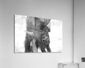 Young American Bison Acrylic Print