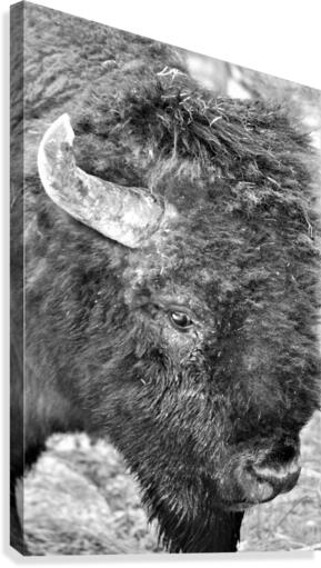 Yellowstone American Bison Canvas Print