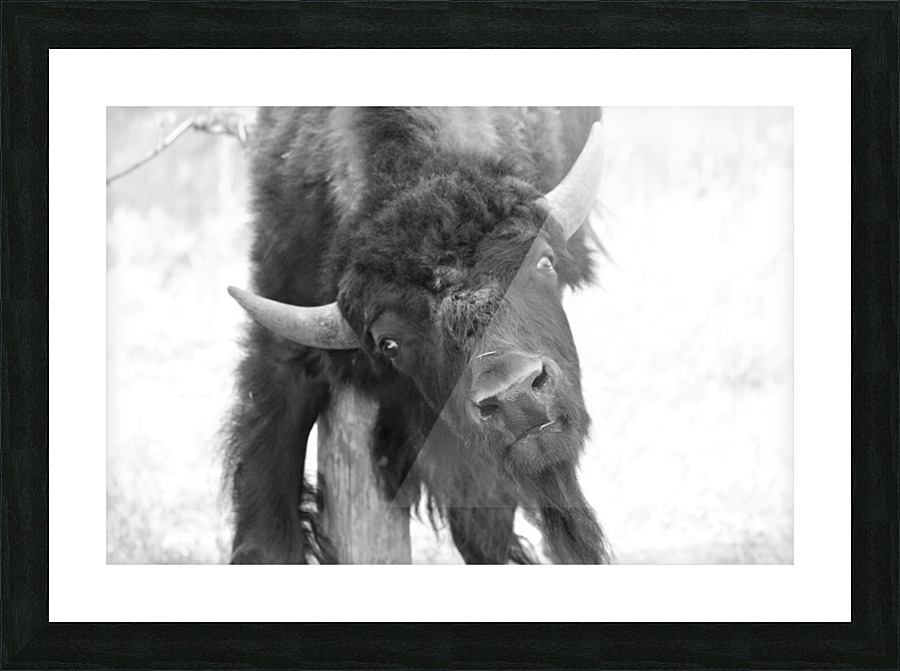 Young American Bison Picture Frame print