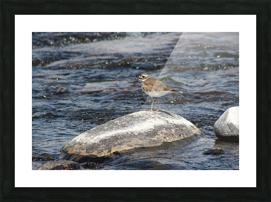 Killdeer Bird Picture Frame print