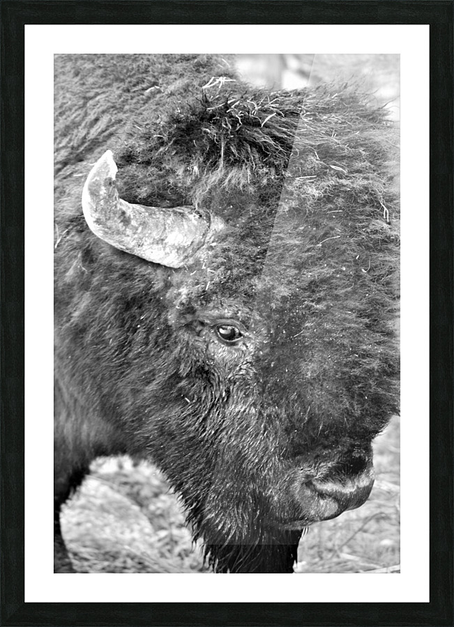 Yellowstone American Bison Picture Frame print