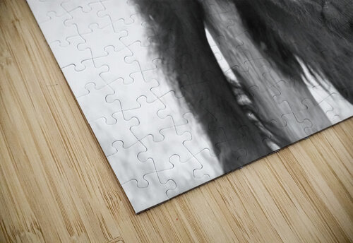 Young American Bison Cameron Wilson Photos puzzle