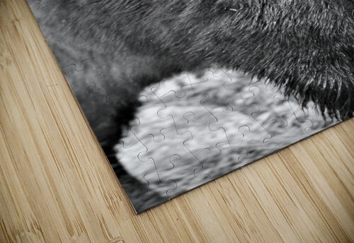Yellowstone American Bison Cameron Wilson Photos puzzle