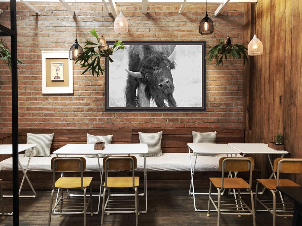 Young American Bison Reproduction