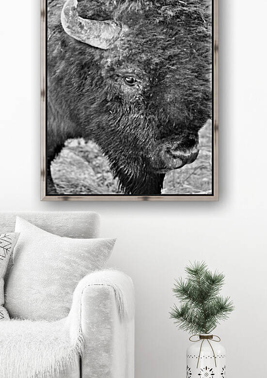 Yellowstone American Bison Reproduction