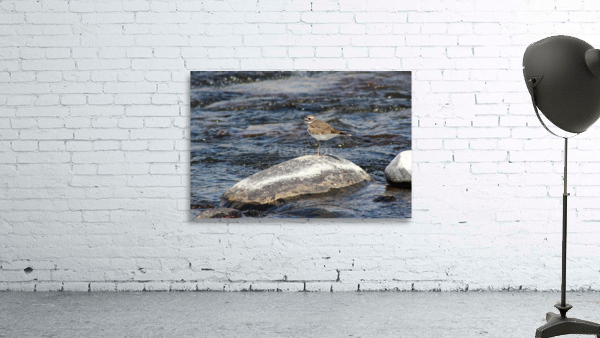 Killdeer Bird Wall Preview