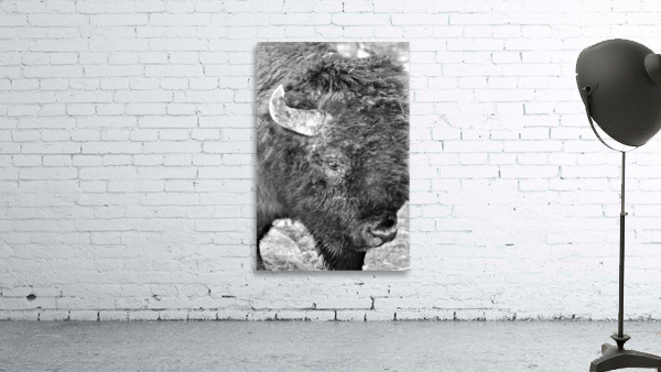 Yellowstone American Bison Wall Preview