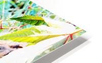 Les Beaux Jours HD Metal print