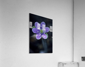 Wild Anemone Hepatica E0715 Acrylic Print