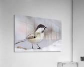 Black capped Chickadee E040 Acrylic Print