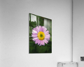 Wild Giant Aster E0706 Acrylic Print