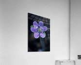 Wild Anemone Hepatica E0715 Acrylic Print