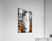 Paper Birch 27 Acrylic Print