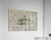 Mosquito 461 Acrylic Print
