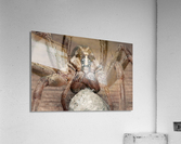 Wolf Spider With Egg Case E0820 Acrylic Print