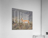 Pronghorn 5468 Acrylic Print