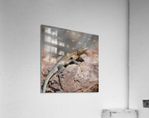 Lizard P1120036 Acrylic Print