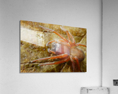 Spider P1060751 Acrylic Print