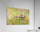 Snail P1080359 Acrylic Print