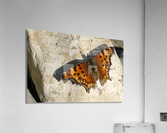 Butterfly 1100921 Acrylic Print