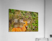 Impala AAC_6941 Acrylic Print