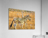 Zebra AAC_7643 Acrylic Print