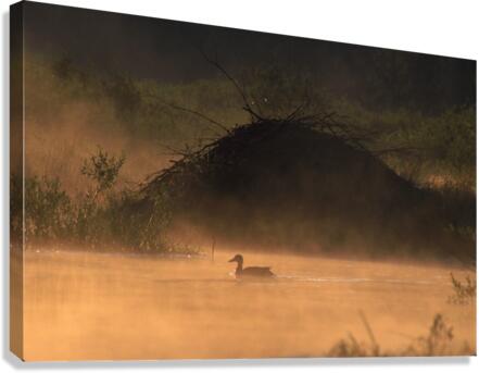 Beaver Lodge 31 Canvas Print