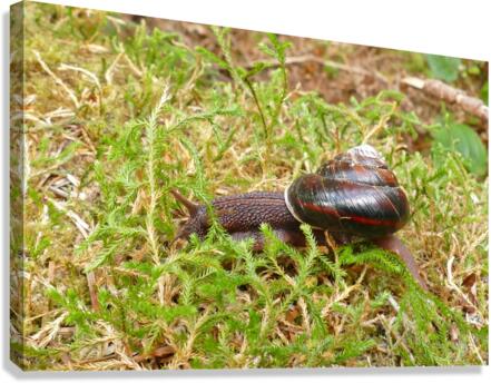 Snail P1080359 Canvas Print