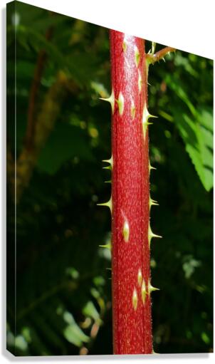 Devils Walkingstick P1080492 Canvas Print