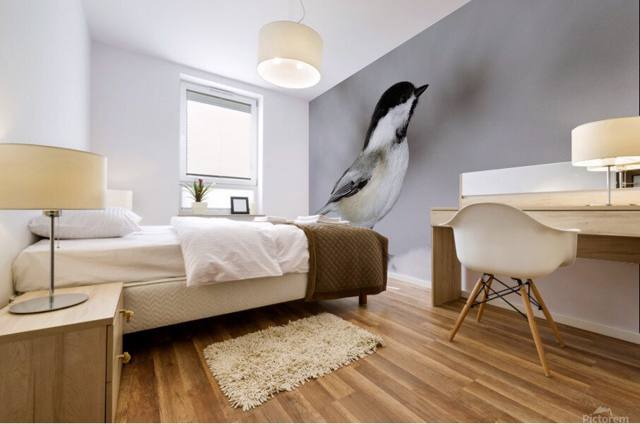 Black capped Chickadee E040 Mural print