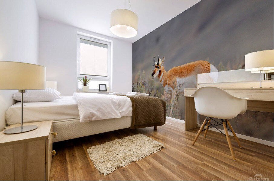 Pronghorn 5468 Mural print
