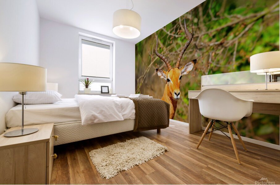 Impala AAC_6941 Mural print