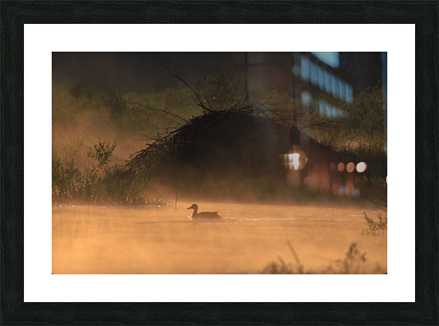 Beaver Lodge 31 Picture Frame print